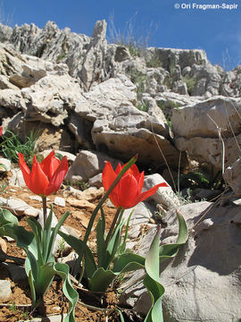 Image of Tulipa agenensis Redouté