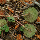Imagem de Trifolium globosum L.