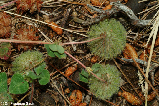 Image of round-head clover