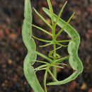 Ipomoea quamoclit L. resmi