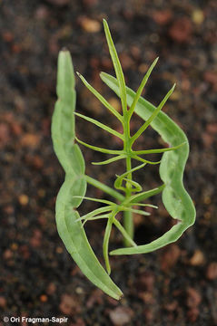 Image of Cypress Vine