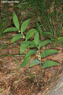 Image of Angular Solomon's Seal