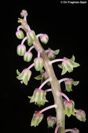 Image of Ledebouria socialis (Baker) Jessop