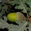Image of Quercus infectoria G. Olivier