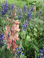 Plancia ëd Lupinus pilosus L.