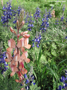 Image of blue lupine