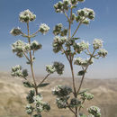 Imagem de Origanum syriacum L.