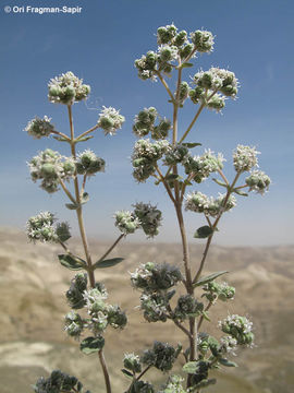 Image of Biblical-hyssop