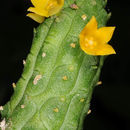 Image of <i>Echidnopsis cereiformis</i>