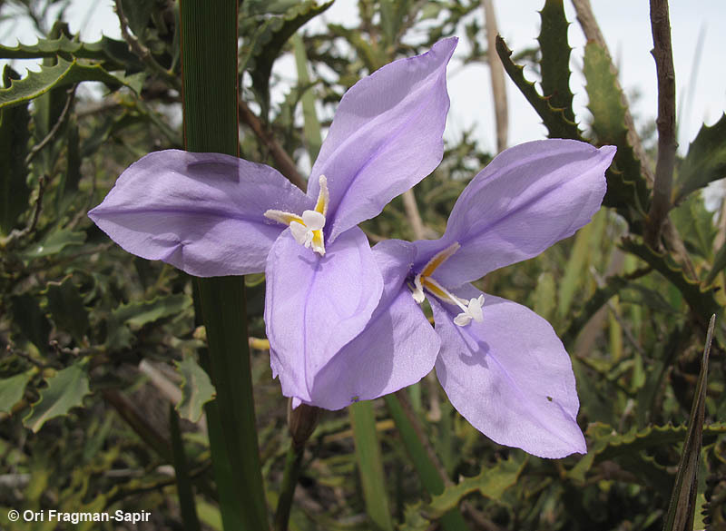 Imagem de Patersonia occidentalis R. Br.