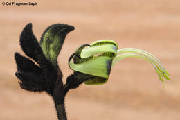 Image of Black Kangaroo Paw