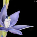 Image of Thelymitra vulgaris Jeanes