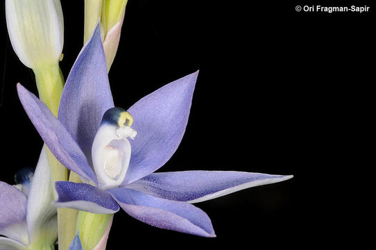 Image of Thelymitra vulgaris Jeanes