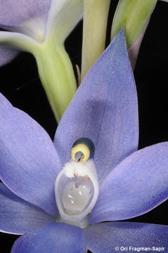 Image of Thelymitra vulgaris Jeanes