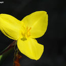 Image of Patersonia