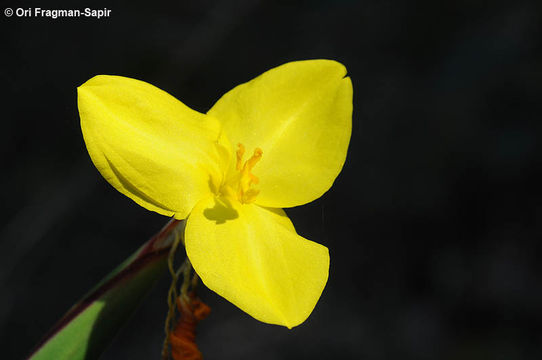 Image of Patersonia