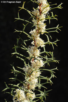 Image of pincushion tree