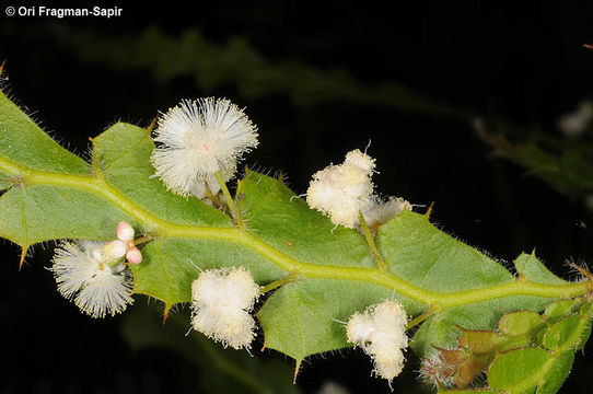 Image of winged wattle