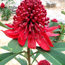 Image of New South Wales waratah