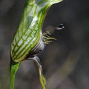 Image of Bird orchid