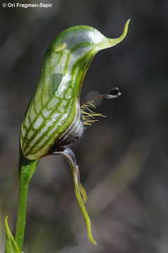 Image of Bird orchid