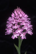 صورة Anacamptis pyramidalis (L.) Rich.