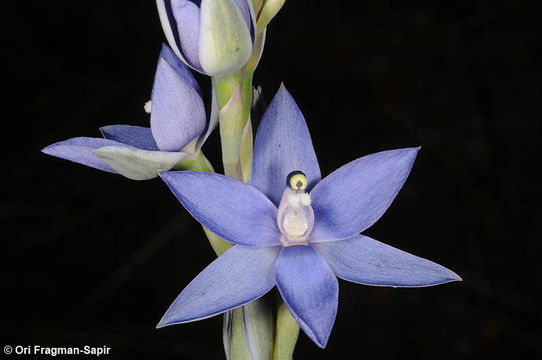 Image of Thelymitra vulgaris Jeanes