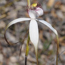 Imagem de Caladenia longicauda Lindl.