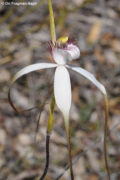 Caladenia longicauda Lindl.的圖片