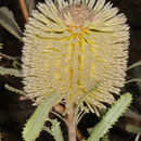 Sivun Banksia ornata F. Müll. ex Meissn. kuva