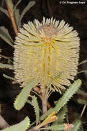 Sivun Banksia ornata F. Müll. ex Meissn. kuva