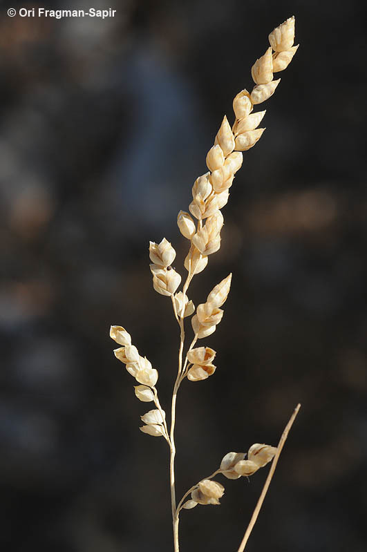 Image of quakinggrass