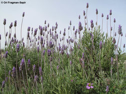 Image of French lavender