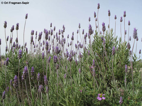 Imagem de Lavandula dentata L.