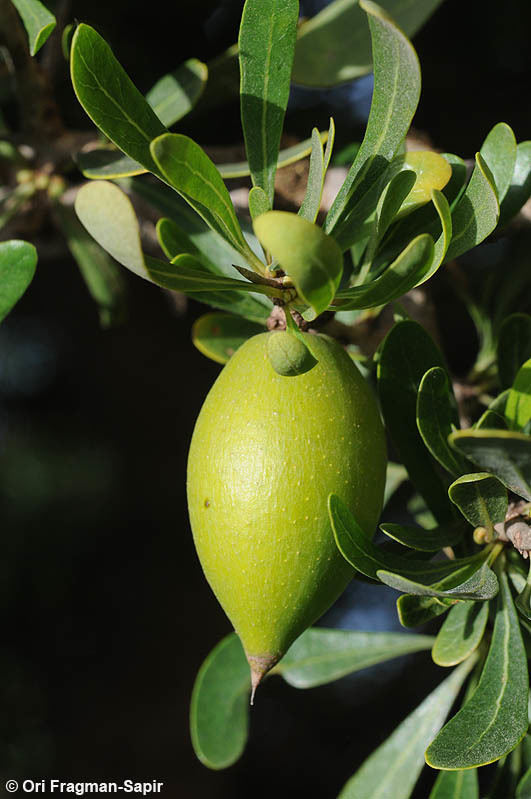 Plancia ëd <i>Argania spinosa</i> (L.) Skeels