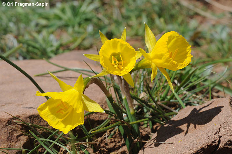 Image of Narcissus jeanmonodii Fern. Casas