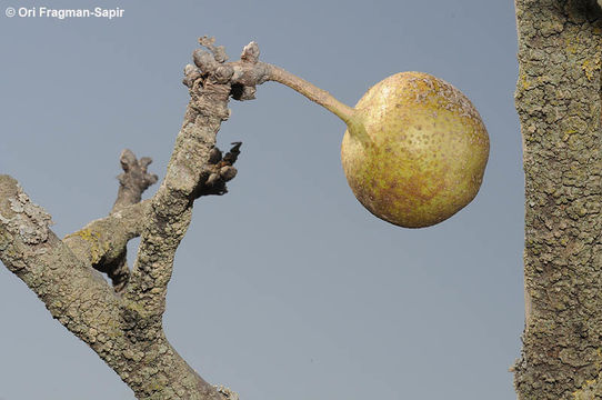 Plancia ëd Pyrus syriaca Boiss.