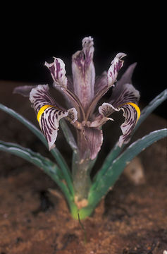 Image of Iris edomensis Sealy