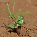 Plancia ëd Lupinus angustifolius L.