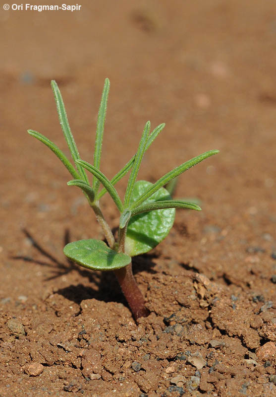 Image of narrowleaf lupine