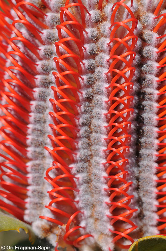 Image of Banksia coccinea R. Br.