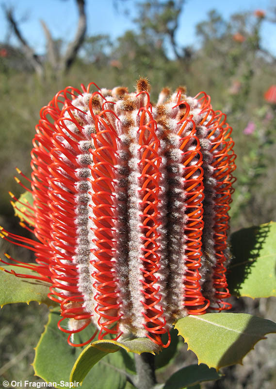 Image of Banksia coccinea R. Br.