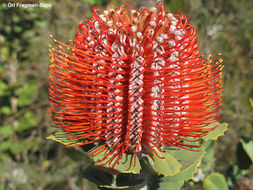 Image of Banksia coccinea R. Br.