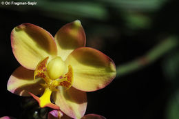 Image of Philippine ground orchid