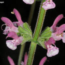 Imagem de Salvia viscosa Jacq.