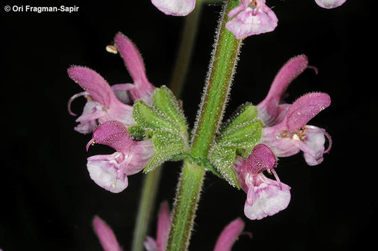 Image of Salvia viscosa Jacq.