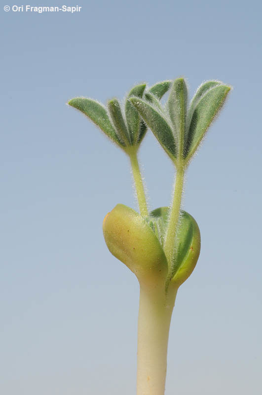 Plancia ëd Lupinus pilosus L.