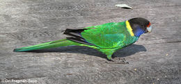 Image of Australian Ringneck