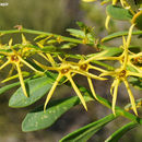 Anthocercis ilicifolia Hook. resmi