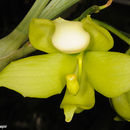 Image of Cycnoches